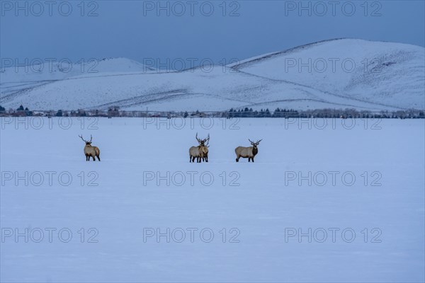 USA, Idaho, Bellevue, Herd of elks n snow covered field at morning