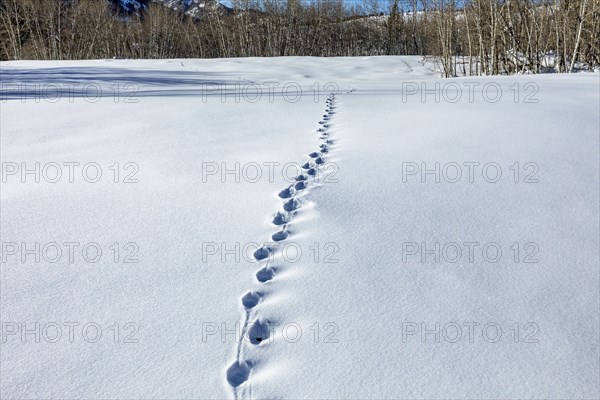 Animal tracks in snow covered field