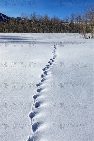 Animal tracks in snow covered field