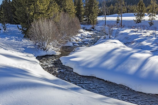 Creek in snow covered forest