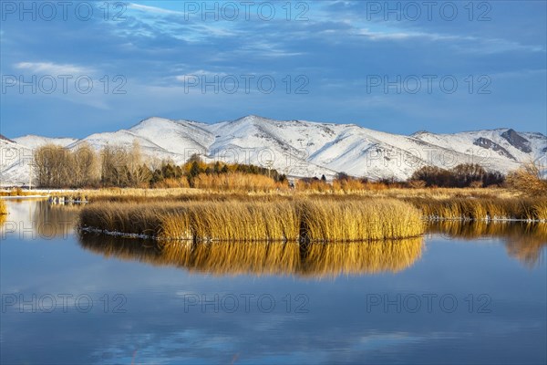 Reeds reflected in calm river in winter