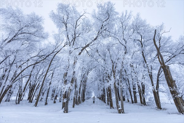 Woman walking into grove of frosty trees