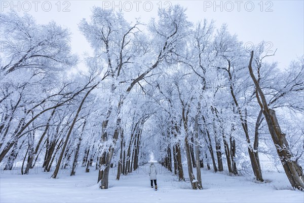 Woman walking into grove of frosty trees