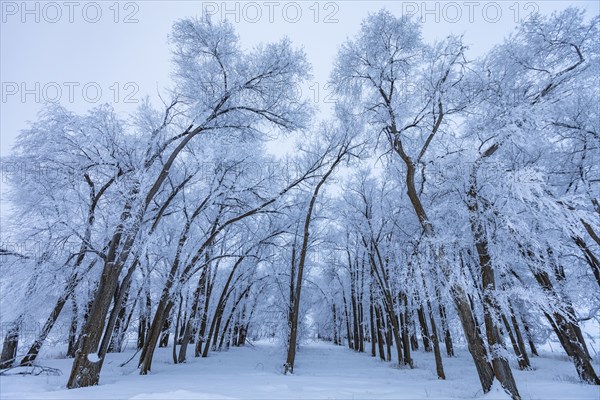 Bare trees covered with frost