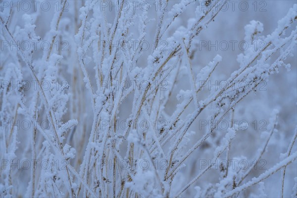 Close-up of frosty grass in field