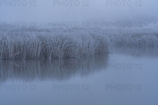 Frosty reeds reflected in still water
