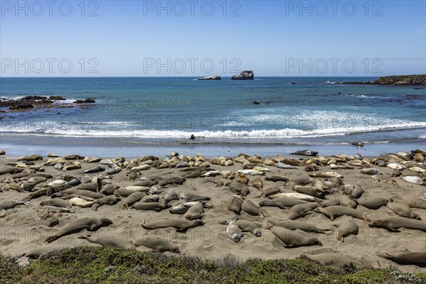 Northern elephant seals