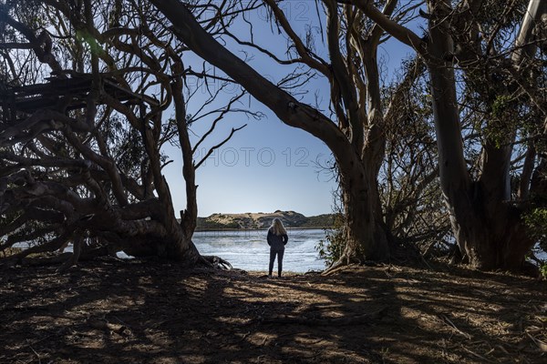 Rear view of woman standing among eucalyptus trees