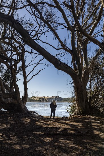 Rear view of woman standing among eucalyptus trees