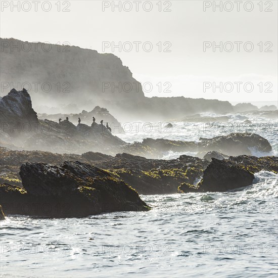 Silhouettes of birds perching on craggy rock at oceans edge