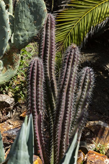 Cacti growing in garden