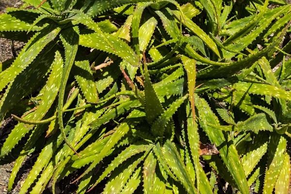 Close-up of aloe vera plants