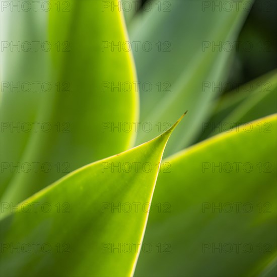 Close-up of thorn on leaf