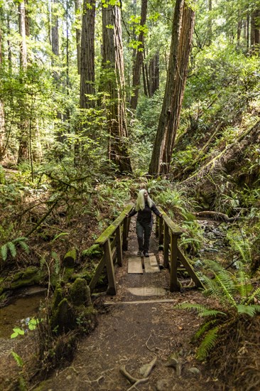 Senior woman hiking through redwood forest near Mt Tamalpais