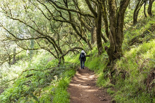 Senior woman hiking through redwood forest near Mt Tamalpais