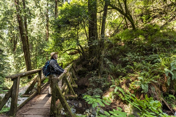 Senior man hiking through redwood forest near Mt Tamalpais