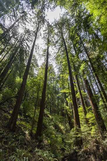 Redwood trees in forest