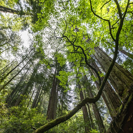 Redwood trees in forest