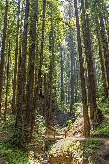 Redwood trees in Henry Cowell Redwoods State Park