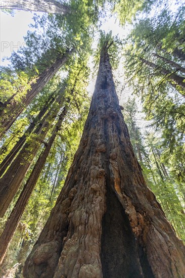 Redwood trees in Henry Cowell Redwoods State Park