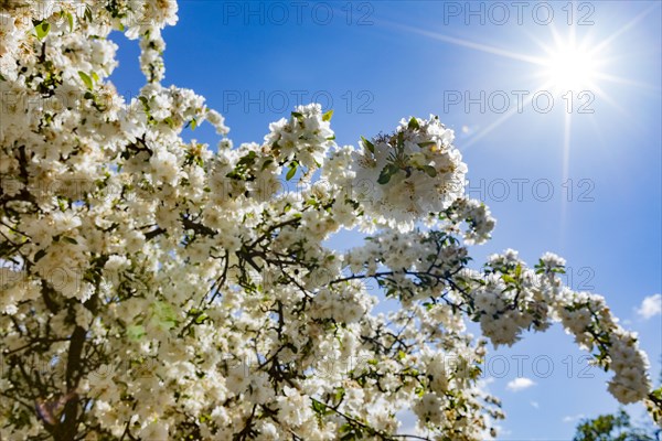 Cherry blossom against sunny sky