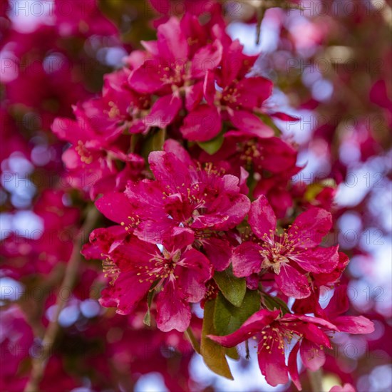 Close-up of cherry blossom