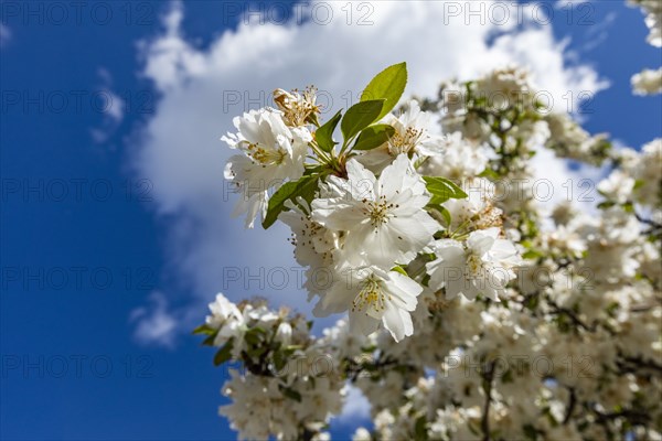 Cherry blossom against sunny sky