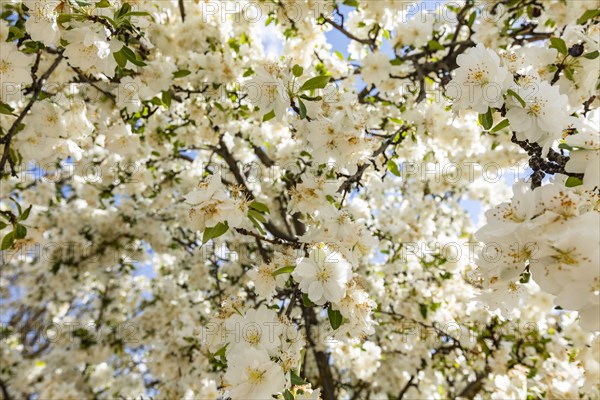 Close up of cherry blossom