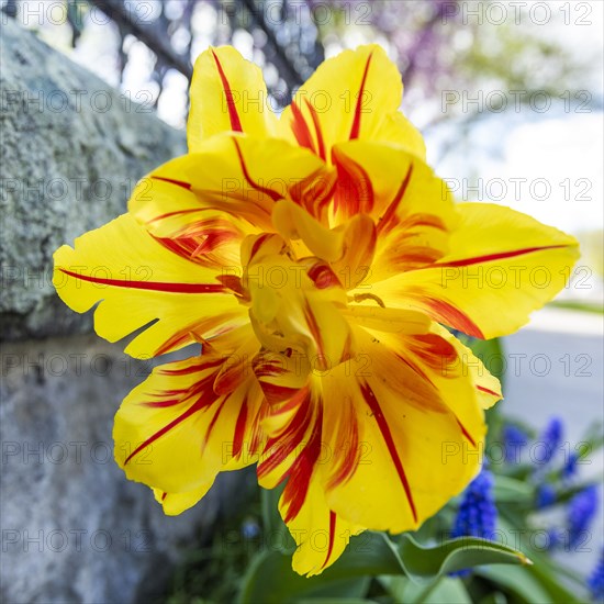 Close-up of yellow and red tulip