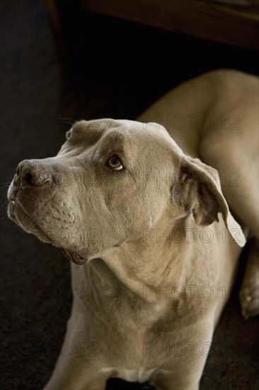 Portrait of Neopolitan mastiff