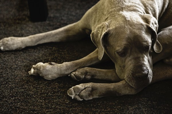 Neopolitan mastiff sleeping on carpet