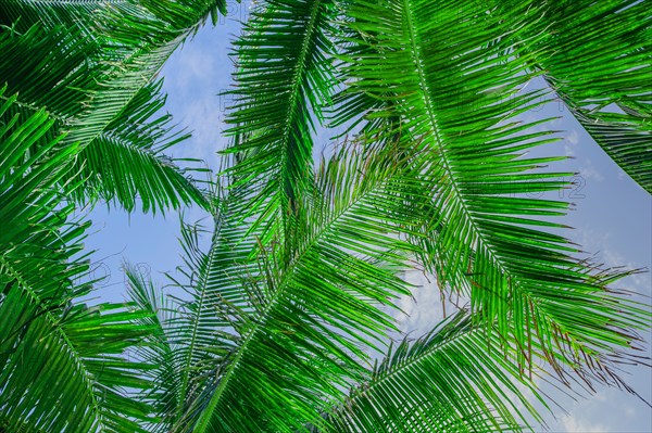 Low angle view of palm leaves against sky