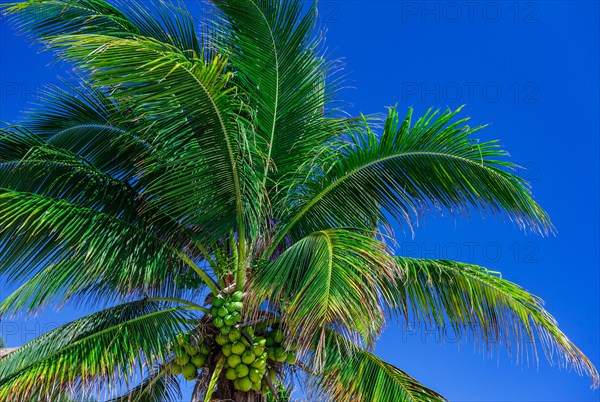 Low angle view of coconut palm tree against sky