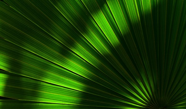 Close-up of green palm leaf with sunlight and shadow