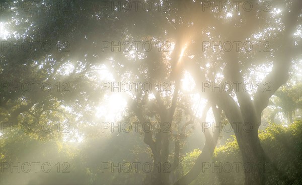 Sun shining through trees in morning mist