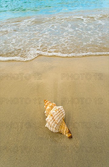 Conch seashell on sandy beach