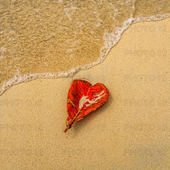 Red heart shaped leaf on sandy beach