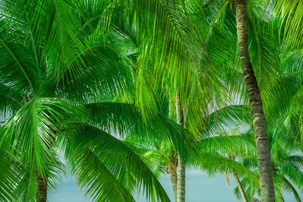 Close-up of palm trees