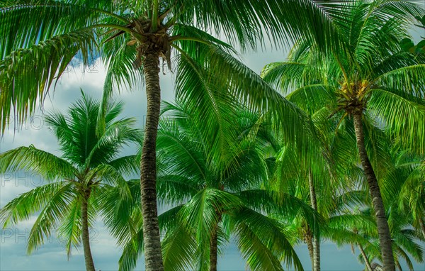 Palm trees against sky