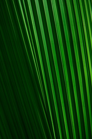 Close-up of green palm leaf