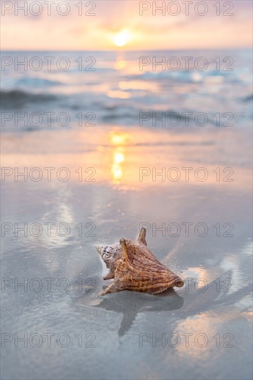 Conch seashell on sandy beach at sunset