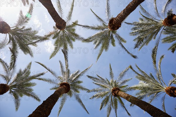 Low angle view of palm trees against sky