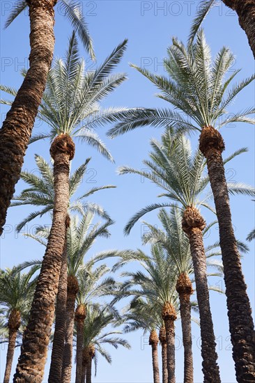 Low angle view of rows of palm trees against sky