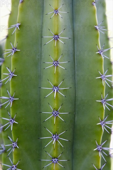 Close-up of cactus