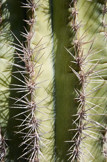 Close-up of cactus