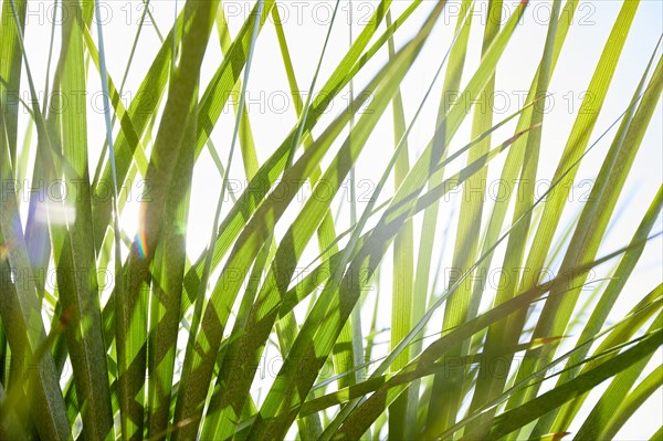 Close-up of palm leaves in sunlight