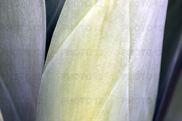 Close-up of agave leaves