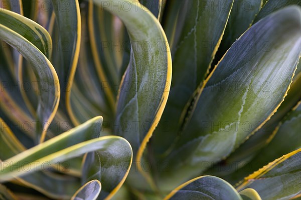 Close-up of succulent plant leaves