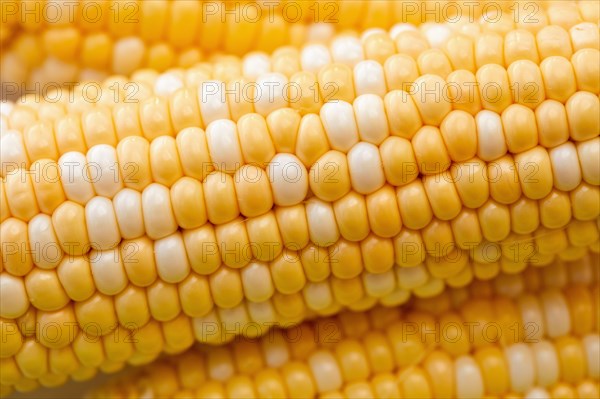 Close-up of corn on the cob