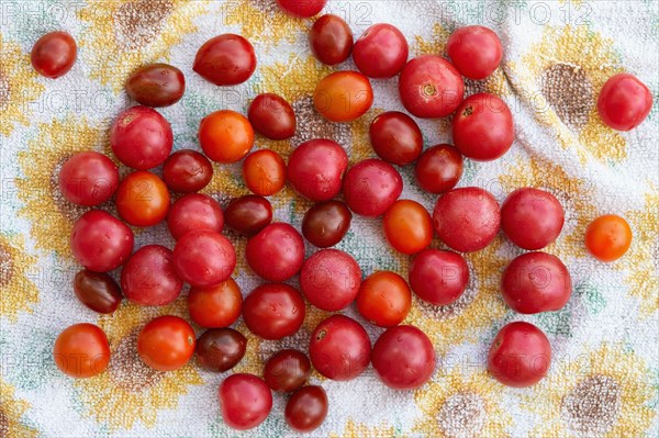 Overhead view of cherry tomatoes on towel